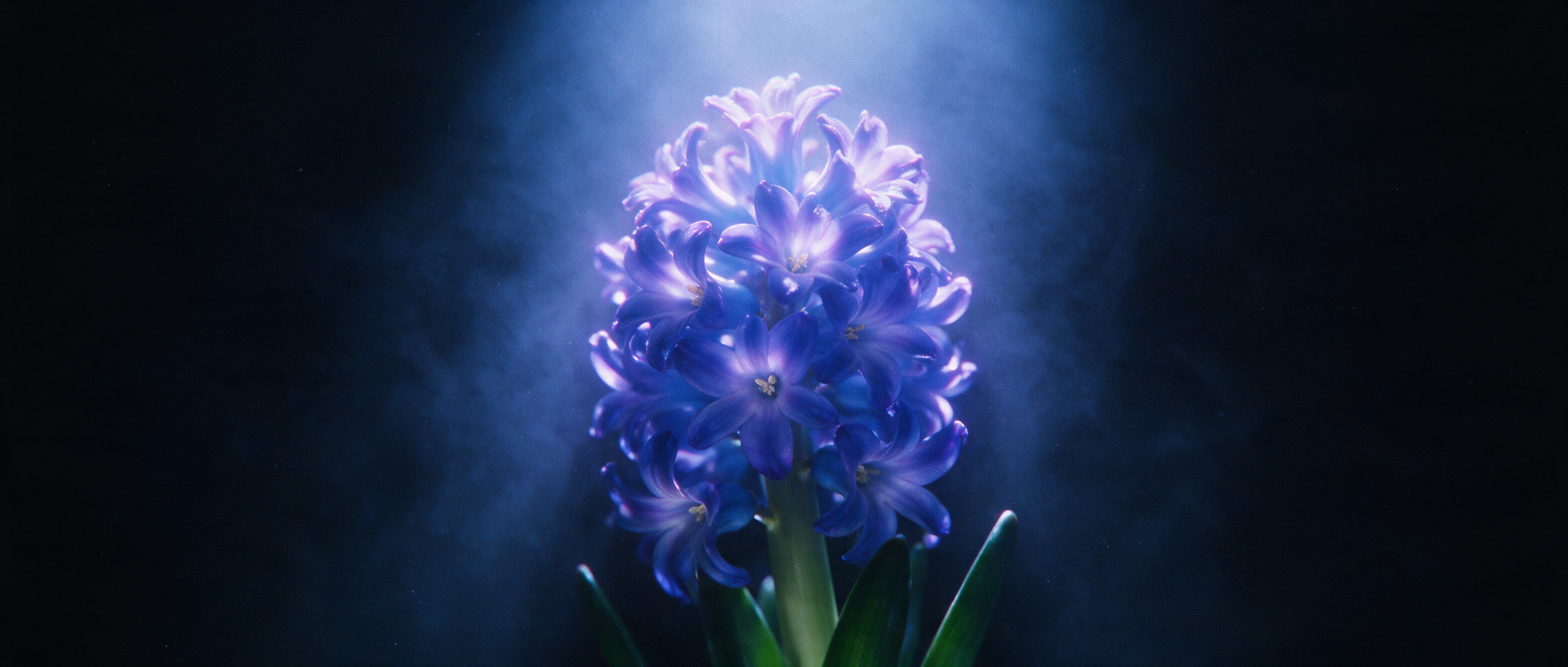 A blue hyacinth in macro, blooming in the dark under a single shaft of cold light and low fog