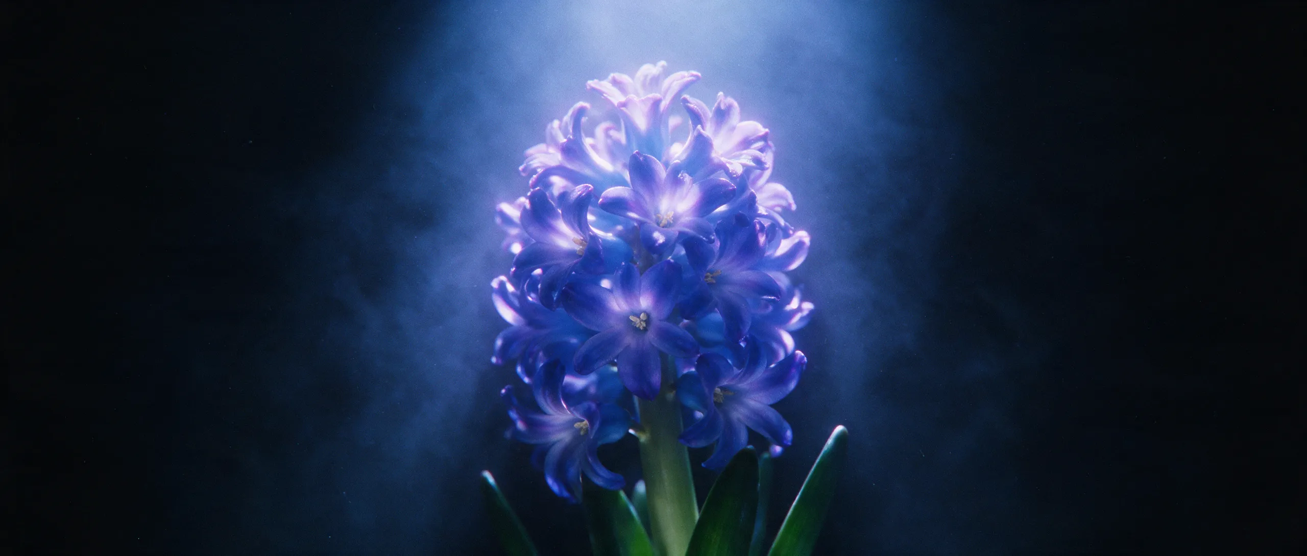 A blue hyacinth in macro, blooming in the dark under a single shaft of cold light and low fog